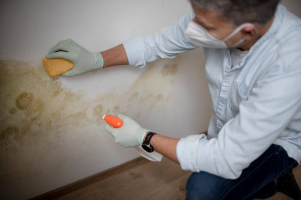 Best Residential Mold Removal  in Pike Creek, DE