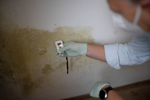 Best Emergency Mold Removal  in Pike Creek, DE