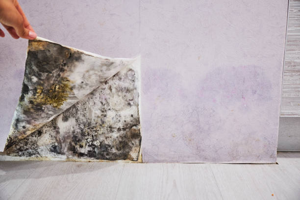 Best Emergency Mold Removal  in Pike Creek, DE